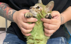 冷血饲主将猫咪全身染绿 获救后两天狂吐胆汁身亡
