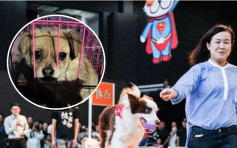 場館附近餐廳公然賣狗肉  英國狗會宣布抵制上海狗展