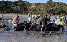 纽西兰北岛领航鲸搁浅 10多条未能救回大海