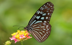 綠色力量：大欖郊野公園及港島南發現越冬斑蝶