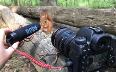 英國女攝影師拍攝紅松鼠寶寶進食 網民大讚咀嚼聲治癒