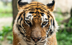 安徽動物園飼養員疑未鎖好門 打掃期間遭老虎襲擊致死
