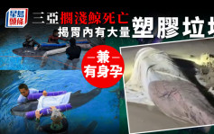 三亚搁浅侏儒抹香鲸死亡 解剖发现胃内有大量塑料垃圾 怀有身孕