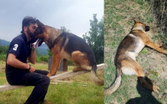 意大利地震搜救英雄犬遭毒殺 民眾震怒促嚴懲兇手