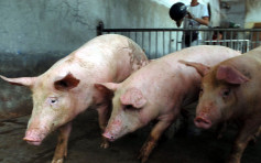 中国非洲猪瘟 疫情扩至19省市