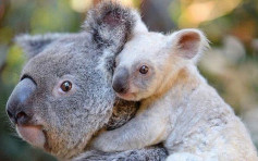 澳洲动物园 诞超萌白色树熊