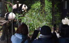 日本上野動物園雙胞胎熊貓與遊客見面 每人限時1分鐘