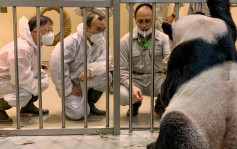 大陸專家：在台大熊貓「團團」身體狀況漸向好 