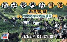 草地放牧拍出動物大遷徙感覺 網民驚覺香港竟然有咁多羊【入去睇拍攝地點】｜Juicy叮