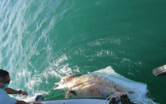 中華白海豚擱淺西貢水域 屍體嚴重腐爛