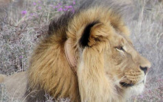 南非盗猎者闯保护区 遭狮群咬剩头颅