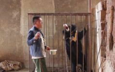 雲南村民誤將黑熊當狗養3年 養到80公斤方被沒收