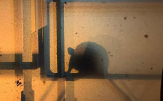 【維港會】石籬驚見大鼠拜年 米奇窗外上演「影畫戲」