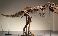 7700萬年前魔鬼龍化石拍賣 近4800萬港元成交