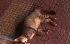 福建小区1小时内4只小猫被抛落楼 网民呼吁动物法出台