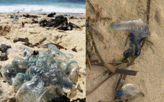 水母暴增刺伤逾万人 昆士兰海滩急关闭