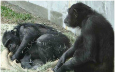 台北黑猩猩「越獄」嚇壞遊客 保育員20分鐘帶回籠內