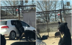 北京動物園黑熊區　小童誤開車窗熊掌伸入車內