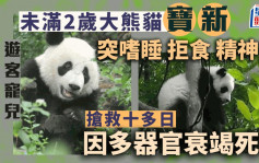 未滿2歲大熊貓「寶新」離世 死因急性重症胰腺炎 