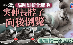 貓咪極速殺手︱北京獸醫貼小貓梳化舔毛暴斃片   致死真相係……