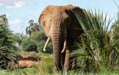 沙特汉游非洲野生动物园 兴奋下车后即遭大象踩死