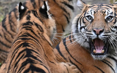 巴基斯坦男夜闖動物園入老虎區域 慘遭咬死剩一半遺體