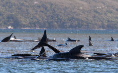 澳洲海岸二百多條鯨魚擱淺 90條恐已死亡當局正搶救
