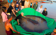 柬埔寨渔民捕获重300公斤巨型魔鬼鱼 为全球最大淡水鱼