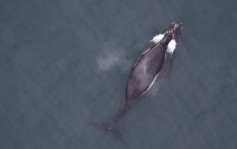 全球不足40条   加州海岸惊现濒危北太平洋露脊鲸