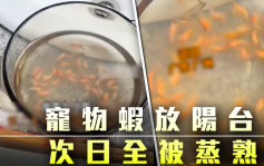 廣州女生寵物蝦放陽台 次日全被蒸熟