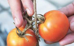食物安全中心进口蕃茄样本验出农药超标