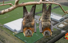 英超│曼聯訓練基地特製射燈保育蝙蝠
