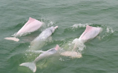 绿惜地球：过去25年港府7大环保成绩仅3项进步 白海豚数目岌岌可危