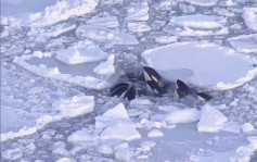 北海道被困浮冰杀人鲸疑已脱险  一度争相探头呼吸空气