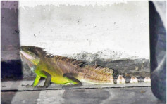 湾仔停车场惊现两尺长蜥蜴 警召蛇王处理