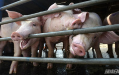 非洲猪瘟｜渔护署完成销毁打鼓岭出事猪场107头猪 继续调查病毒源头