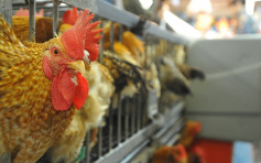 印度奥里萨邦爆禽流感 本港暂停进口禽产品