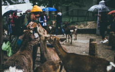 疫情影響令觀光遊客減少 日本奈良鹿腸胃好轉
