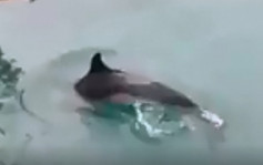 【有片】将军澳海面疑发现海豚独自游弋 网民忧迷路