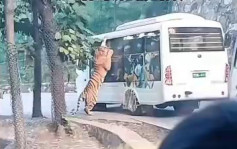 猛虎撲觀光大巴  洛陽動物園遊客驚恐尖叫｜有片