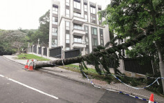 跑馬地25米高大樹倒塌 橫亙馬路警一度封路清理