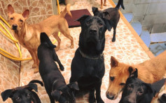 【山竹吹袭】动物领养机构为全数「细胆狗」寻到暂托家庭