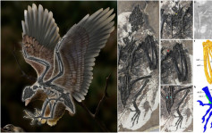 內地科學家發現長恐龍頭骨鳥類 命名「朱氏克拉通鷙」
