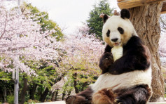 旅居神戶20載 高齡熊貓旦旦將送還中國