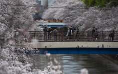 游日注意︱一图睇清最新全国樱花花期预测  东京呢日盛开……