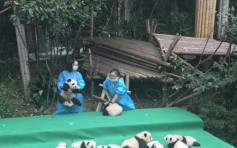 四川大熊猫研究基地庆30周年 11新生大熊猫亮相
