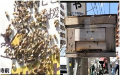 東京澀谷萬隻蜜蜂亂舞 專家指蜂后換屆搬巢
