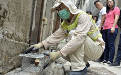 两个月捕获近9000老鼠 全城清洁延至11月