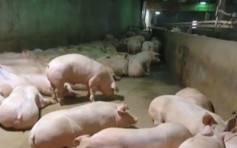 遼寧省鞍山市發生非洲豬瘟疫情 病發豬隻全數死亡
