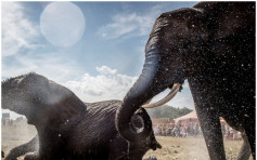 丹麦政府斥资1270万购买4头马戏团大象 助其安享晚年
